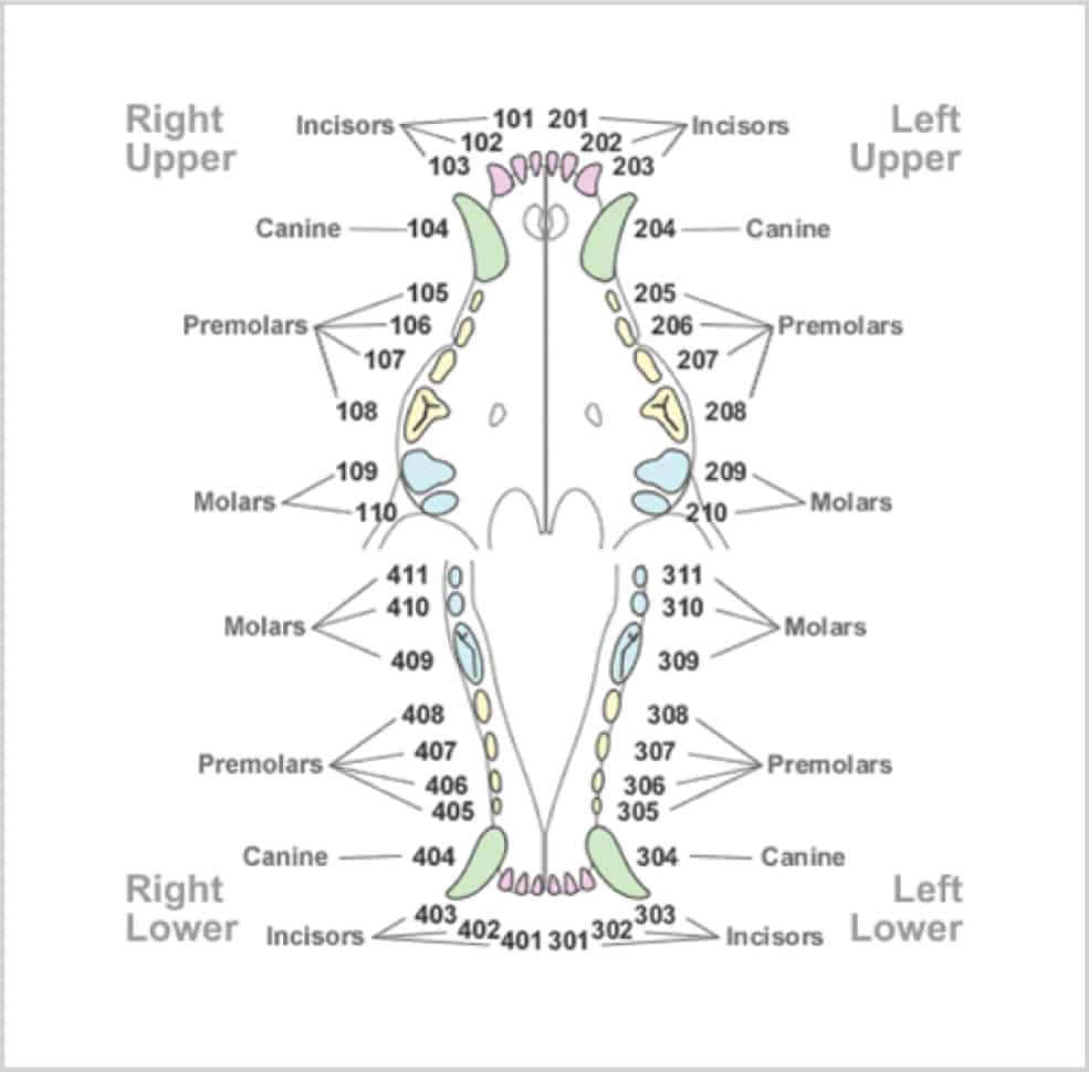 Feline Dental Chart With Numbers