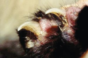 FIGURE 5. Crusting of nail beds in a cat with pemphigus. Image courtesy of Yu of Guelph Veterinary Dermatology