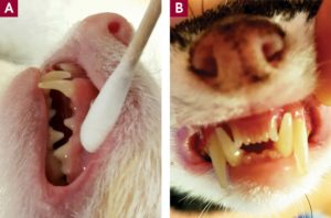 Figure 1. (A) Normal interdigitation or pinking-shear dental interlock. (B) Recessed second lower incisors. This is a common finding in ferrets.