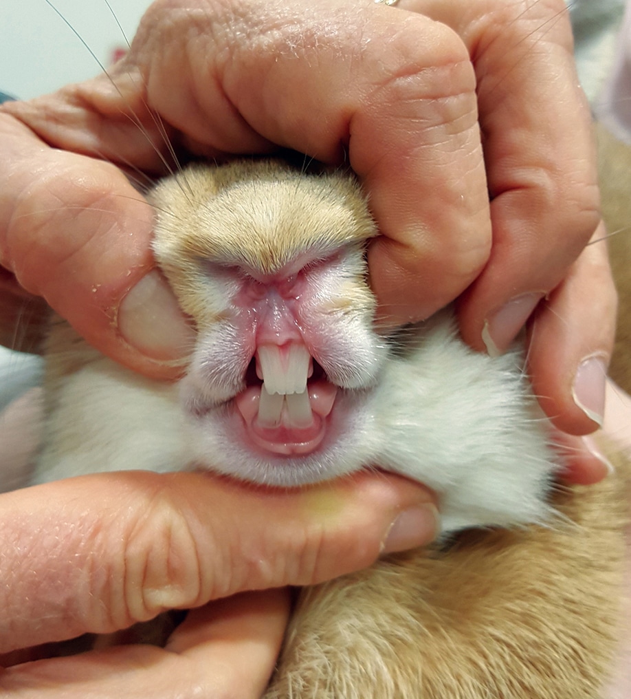 Rabbit Dentistry | Today's Veterinary Nurse