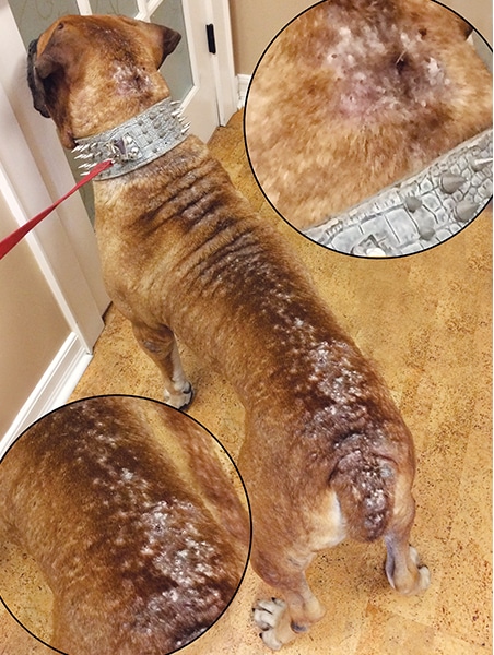 soothing dog's skin from flea bites