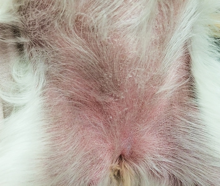soothing dog's skin from flea bites