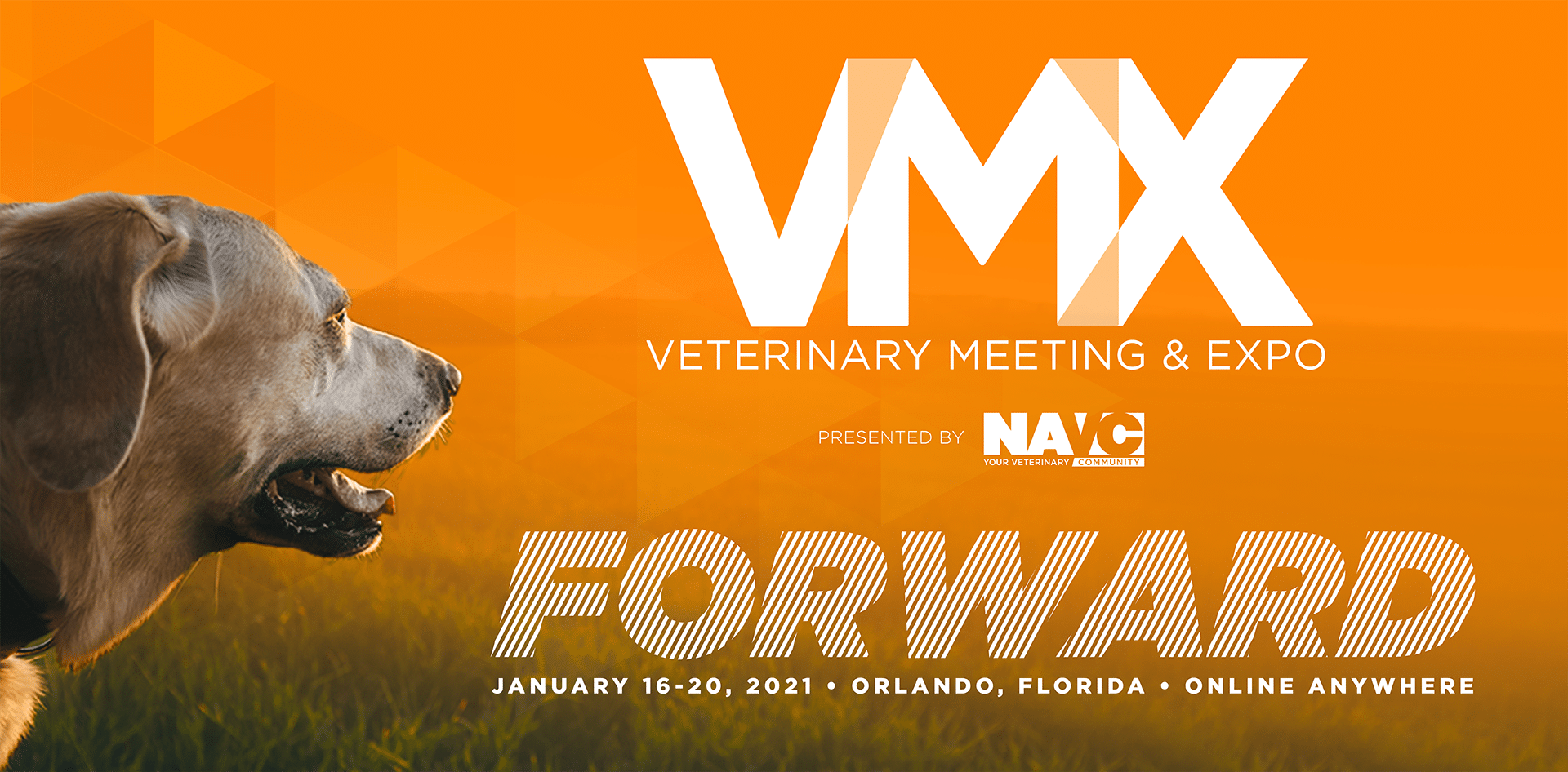 veterinary conferences calendar 2021 Don T Miss Vmx The World S Leading Veterinary Conference veterinary conferences calendar 2021