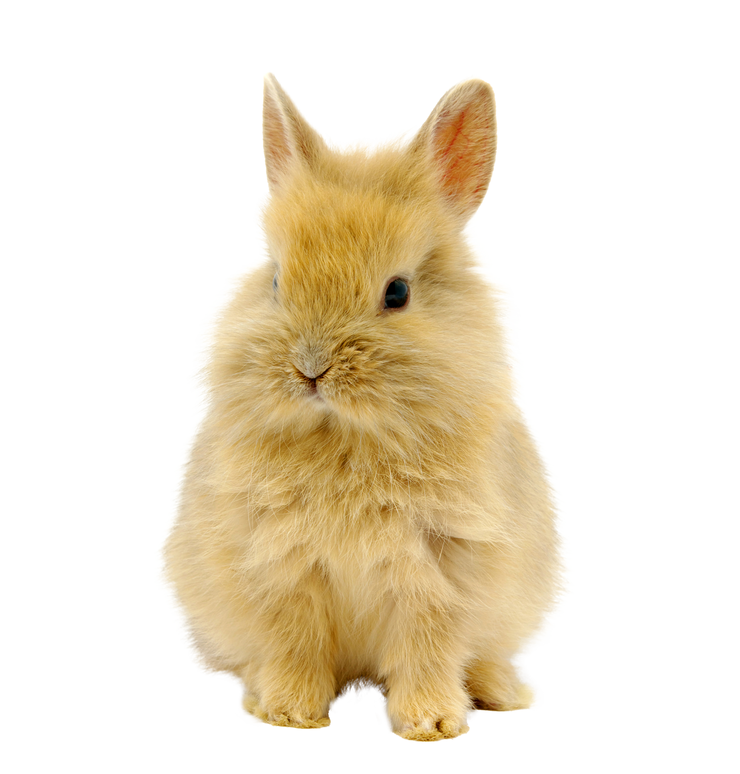 VMX Home News Letter Bunny