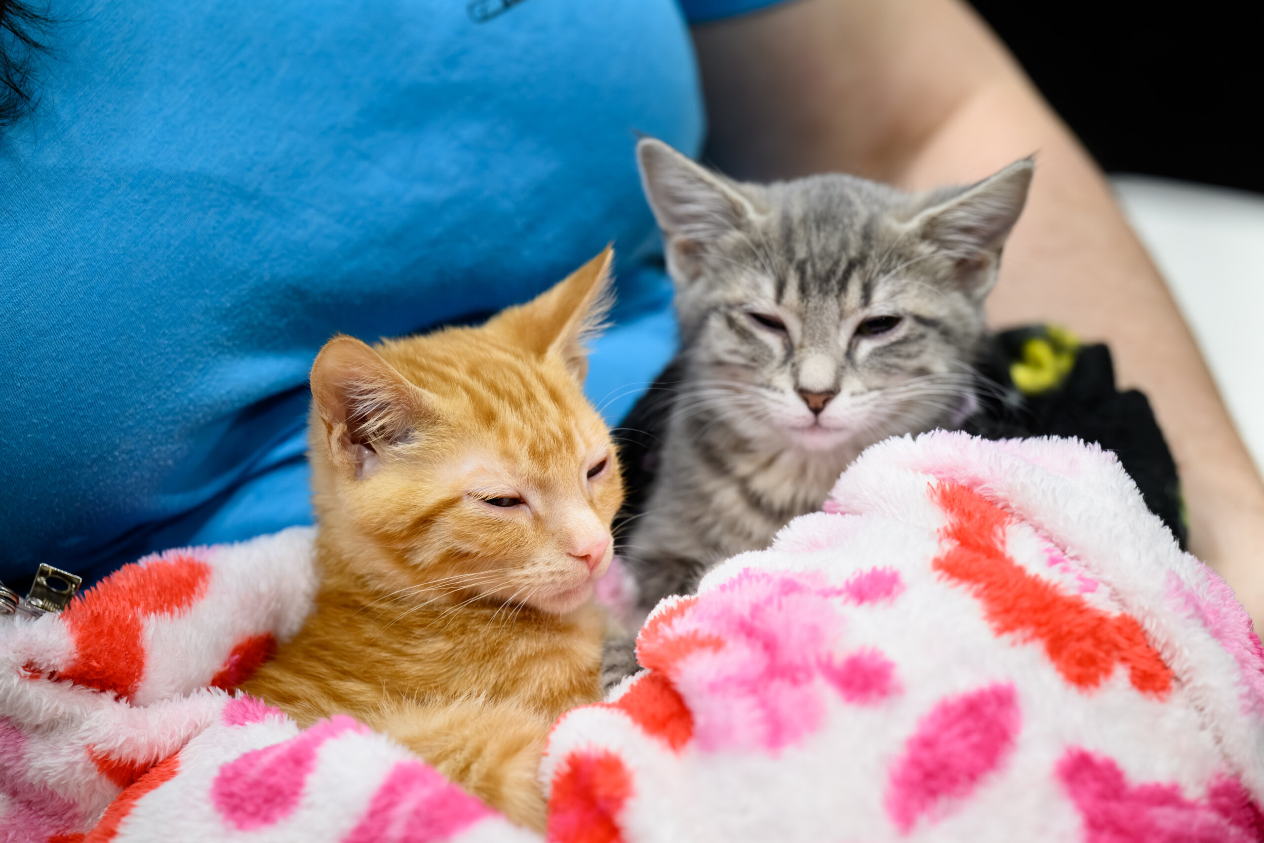 Virbac-two-cats Virbac Two Cats HABRI